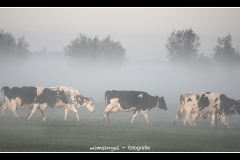 koeien-lopen-in-de-mist-2020