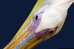 witte-pelikaan