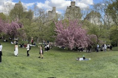 Lente in Central Park